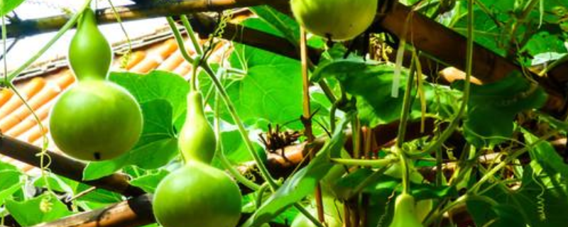 葫芦籽发芽后的种植技巧 栽培环境怎么样