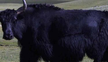 牦牛主要分布在哪些地区？