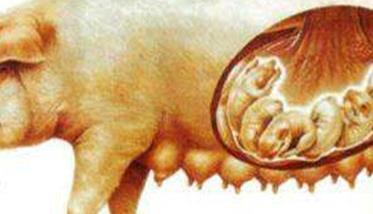 肉兔四季高效养殖技术