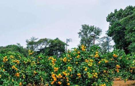 请问高温季节果园抗旱技术