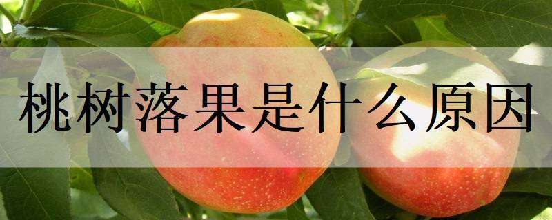 山东诸城新增一家省级“一村一品”示范村 山东诸城新增一家省级“一村一品”示范村