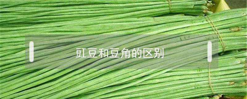 请问豇豆和豆角的区别？