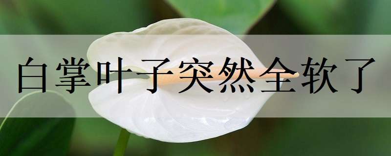 江西万安县（“井冈蜜柚大王”带动群众奔富路）