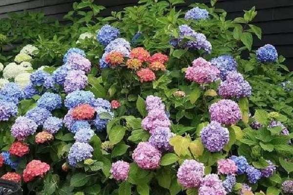 绣球换盆后蔫了怎么办（绣球花应如何养护）