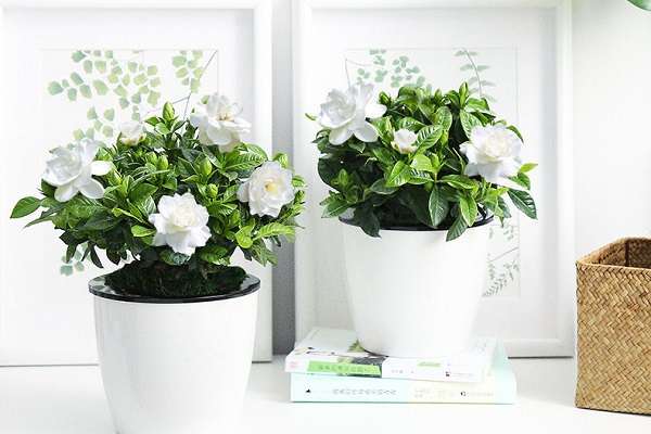 内蒙古扎赉特旗种好大棚这棵“摇钱树”