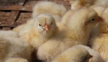 人工培育蜂王的准备工作