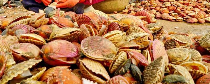 幼龄沙糖桔树挂花是否有影响？