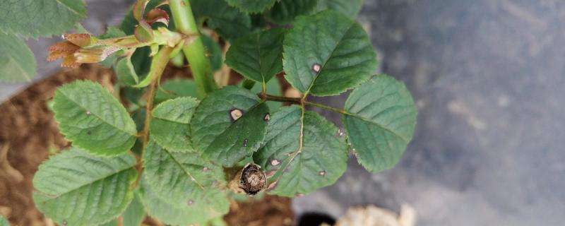 玫瑰花病害的防治方法 附玫瑰花病害的危害症状