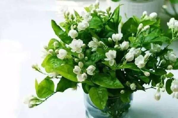 浙江衢州市（科技种草莓越种越甜）