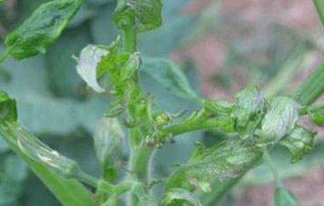 番茄卷叶的原因及防治多久？