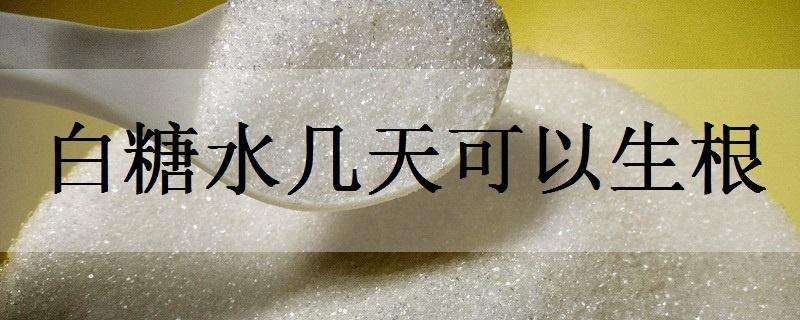 白三叶草坪的建植与管理