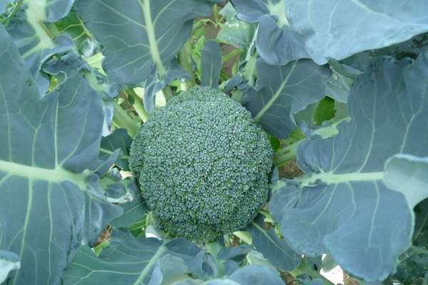 广丰种植马家柚美了生态富了农民