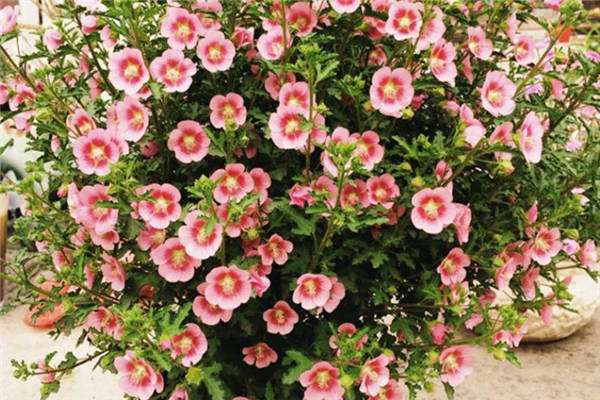 内蒙古通辽市扎鲁特旗鲁北镇谱写农牧民增收三部曲