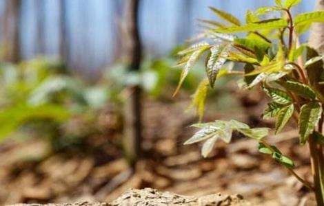 请问香椿种子怎么种