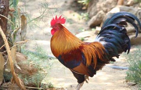 请问茶花鸡养殖技术