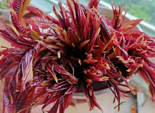 打工族回家乡当鱼塘老板（每年利润30多万元）