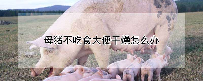 林麝品种介绍