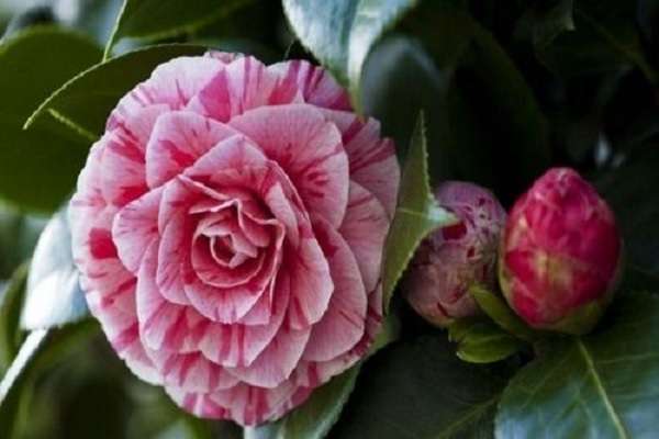 安徽肥西蓝孔雀展开“致富屏”