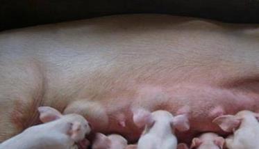 请问初生仔猪生理特点及护理要点