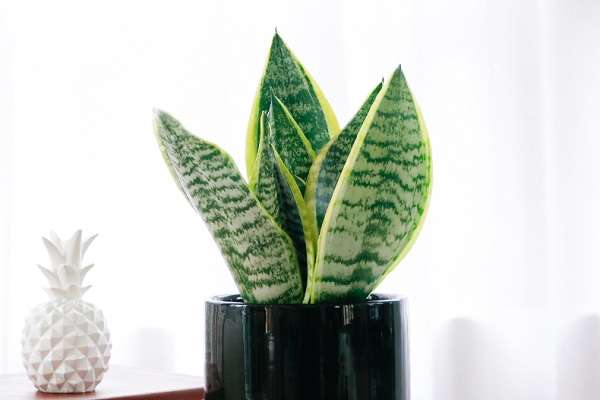 养鸡致富能手（初步建成一个小型家庭养鸡场）