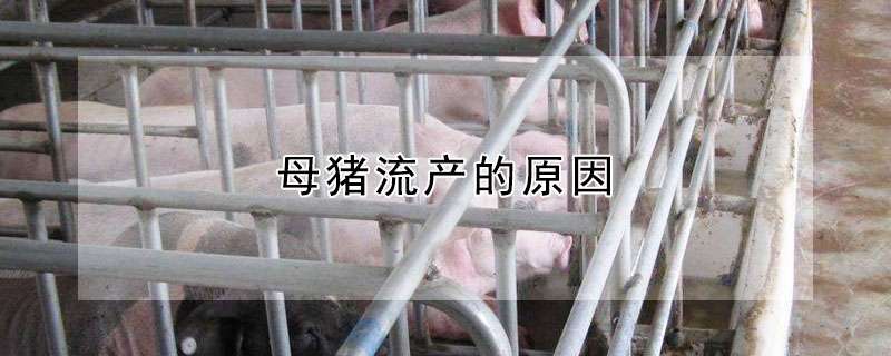比利时杜鹃病害的防治