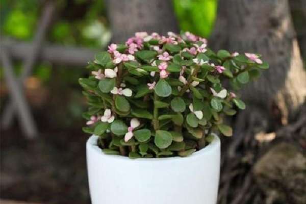 如何正确用烟叶防治鱼病