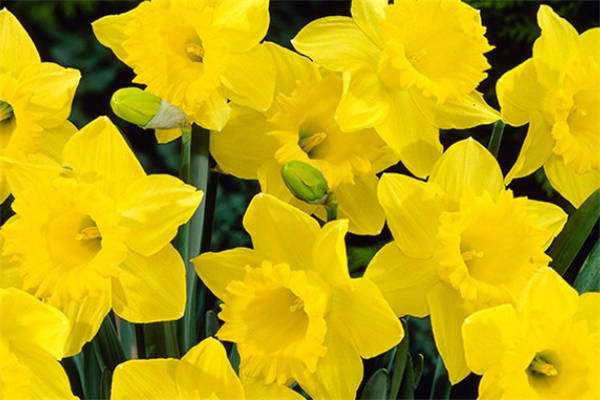 串叶松香草高产栽培技术(牧草)