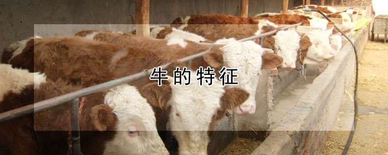 请问牛的特征