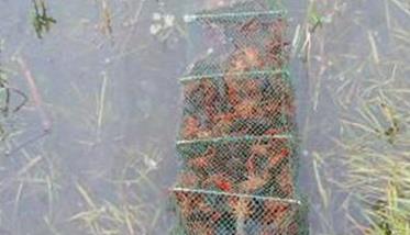 小龙虾一年亩产多少斤（小龙虾养殖成本与前景）