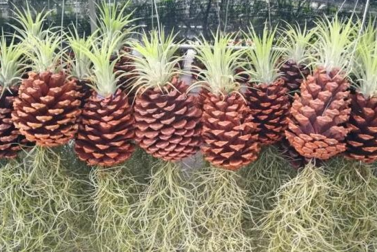 黑龙江肇源娄家寨合作社致富不忘乡亲