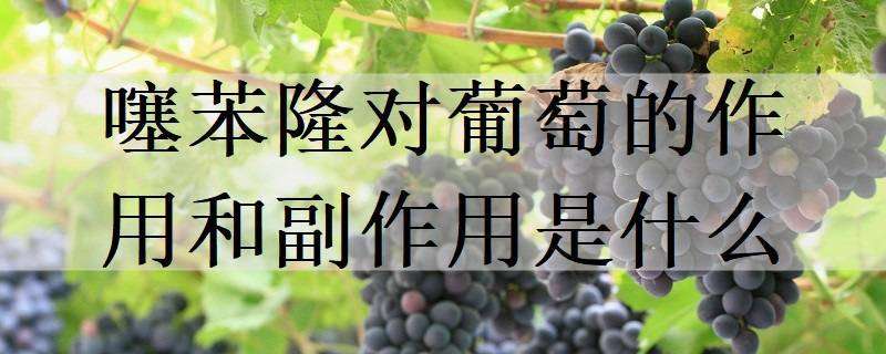 吉林（“菜篮子”鼓了“钱袋子”——四平市发展棚膜经济促农民致富）