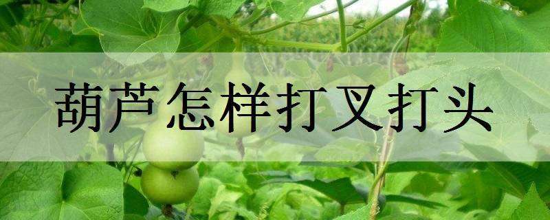 “辣妹子”带千余农户致富