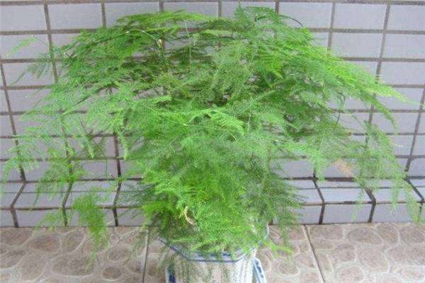 内蒙古林西设施农业打造农民致富“聚宝盆”