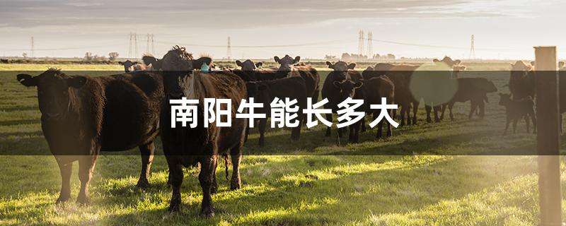 獭兔的前景如何？现在开始养迟吗？