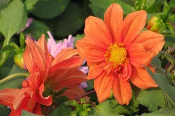 香草病害的防治