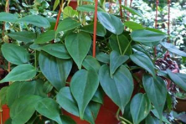 心叶藤和绿萝的区别（是什么（怎样分辨这两种植物））