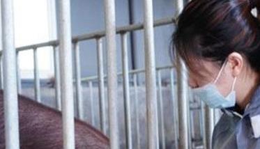 人工孵鸽实用关键新技术