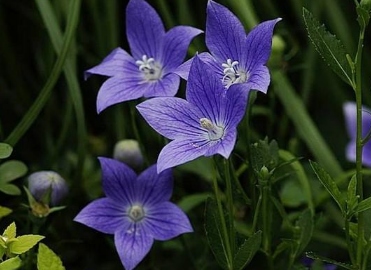 重庆城口（政府“买单”购置红心李树苗扩宽致富路促民创增收）