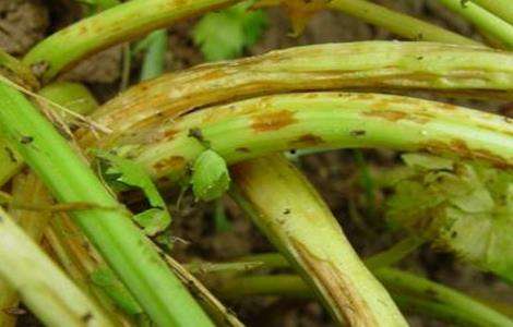 请问芹菜常见病虫害防治