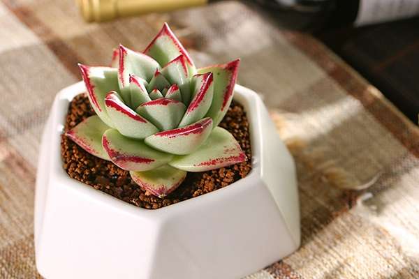 辽宁盘锦举办河蟹节提升品牌影响力促进农民增收