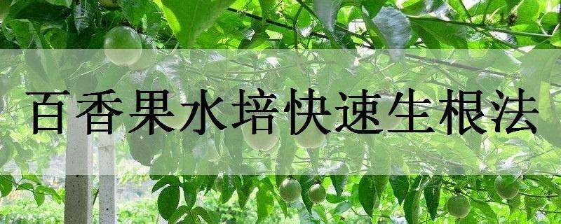 驱蚊香草繁栽要点
