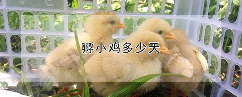 请问孵小鸡多少天 请问孵小鸡多少天
