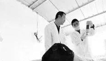 羊人工授精方法（重点介绍一次性塑料管输精法）