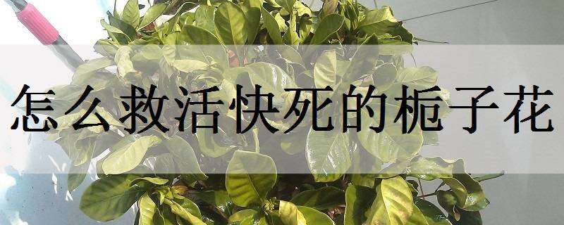 紫花苜蓿秋冬季虫害防治的措施