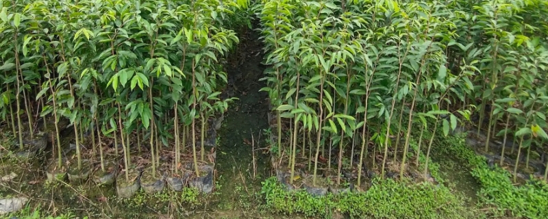 吉林朝阳镇特色种植助农增收