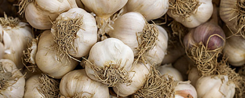 蒜蛆用什么农药治疗（大蒜该怎么种植）