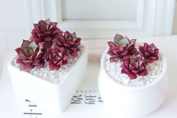 罗西玛多肉怎么养 需要满足哪些情况