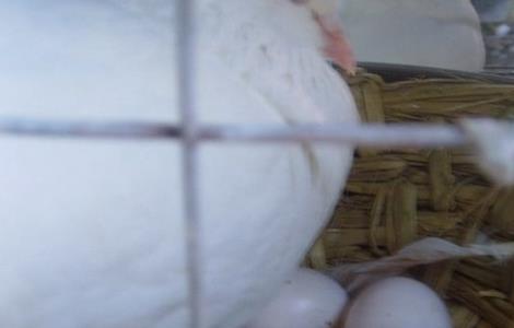 当爱犬泌乳不足及无乳时