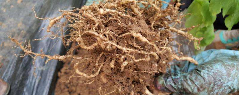 怎么治土传病害（有哪些防治误区）