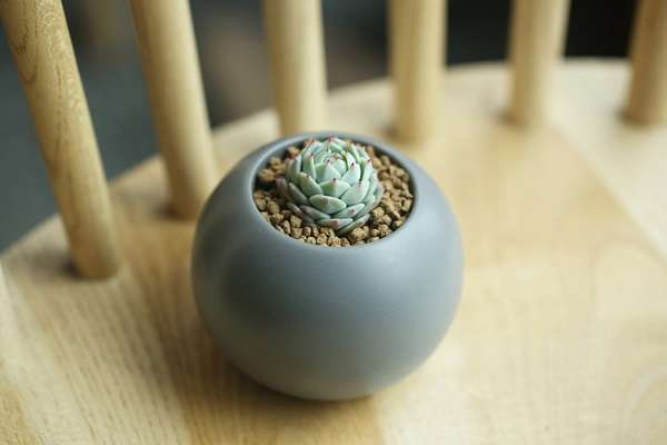 福建寿宁芹洋乡（脐橙产业成为新经济增长点）